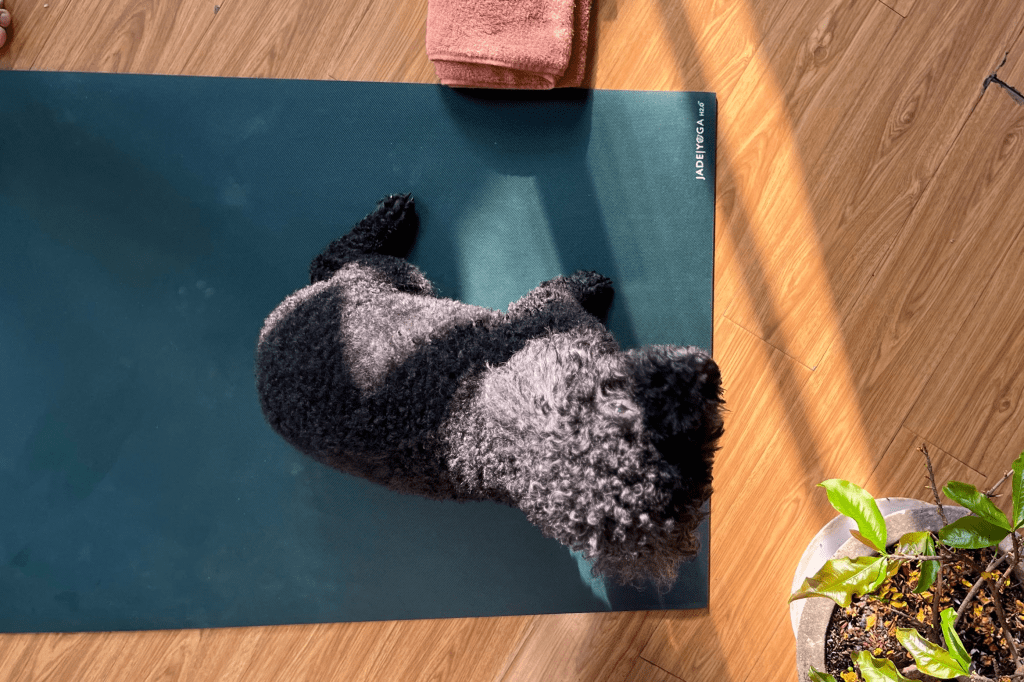 Một Tấm Thảm Phù&nbsp;Hợp